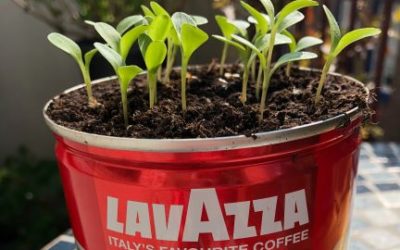 Lavazza et les projets de développement durable