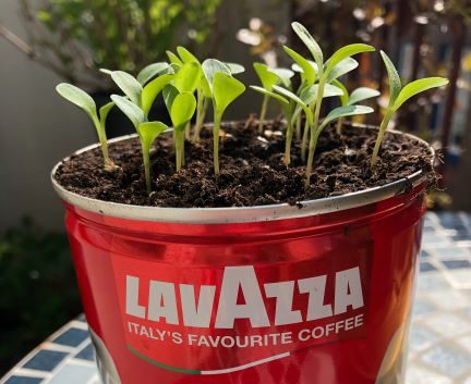 Lavazza et les projets de développement durable